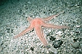 05 Astropecten aranciacus